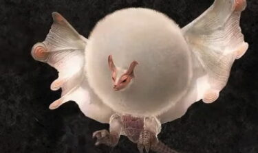 【モンハンNow】緊急の星5パオウルムーってジャナフの火属性武器必須？？？